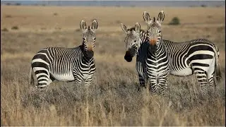 Amazing Facts About Zebras You Didn&rsquo;t Know! | Wildlife Documentary #zebra #zebravideo