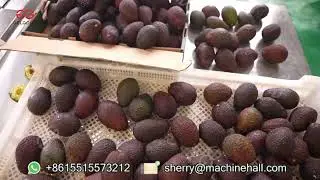 How to Make Avocado Pulp?Avocado Puree Production Line