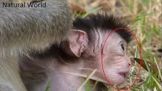 What newborn monkey want to look? - Natural World part 54