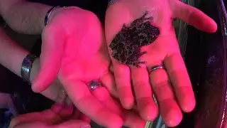 Impressive poison dart frog farm (Mario Blogs)