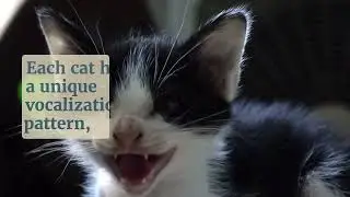 10 Amazing Facts About the World of Cats: Facts You Won't Believe!