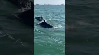 Dolphins one of the most intelligent mammals on earth