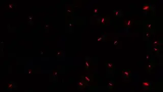 2D Fire & Burn Transition Animation | Clean Chroma Key Effect