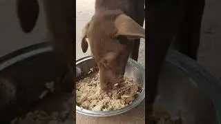 Golden dog eat Fish bones 황금 개는 물고기 뼈를 먹는다 🍲🍲 #Short