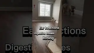 Signs and Symptoms of Food Allergies in Puppies KNOWLEDGE BITE #44 #shorts #love #knowledge #puppy