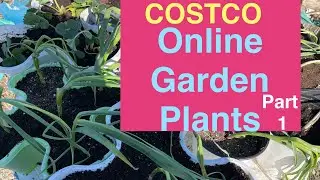 Costco online order plants #costco #strawberry #blueberry #garlic #gardening #tips #howto #diy #grow