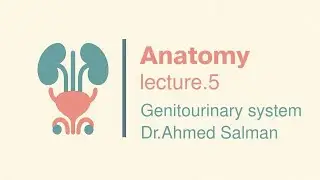 Anatomy of the male genital system part 1