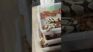 🐍 Insane Ball Python Strike!#BallPythonFeeding #ReptileTok #SnakeContent