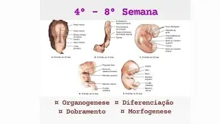 4° a 8° Semana de desenvolvimento Embrionário