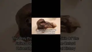 Historical Photos of Nature| #shortsfeed #youtubeshorts #historical #history #photos #shorts
