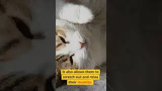 Uncovering the Mystery of Why Cats Sleep on Their Back