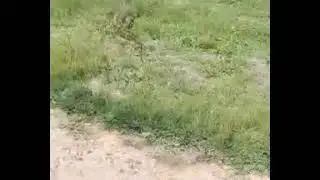 GOANNA (LIZZARD) HUNTS ON WADING BIRDS IN A PUBLIC SPACE.👀🦎