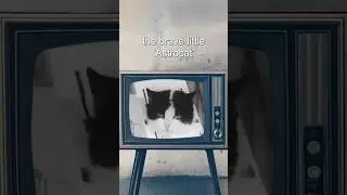 🚀 F&eacute;licette: The First Cat in Space!