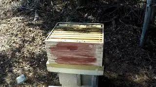 Walk away Split Hive 9