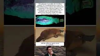 The Platypus Is a Bizarre Mammal That Glows Under UV Light