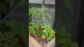 Planting Tomatoes with Basil 🌿🍅 | Does Companion Planting Really Improve Flavor?