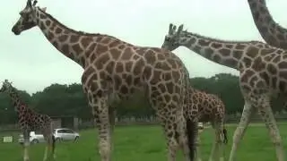 Kirahvi - Giraffe