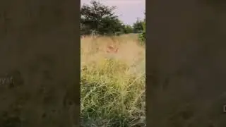 Lion hits car while attacking gazelle!  (INSANE) #lion #gazelle #wildlife #reelridgeoutdoors28