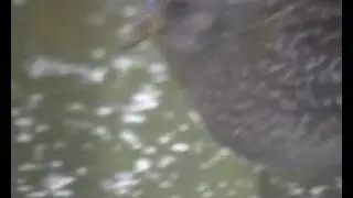 Spotted Crake
