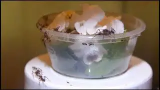 #Acromyrmex #octospinosus  #macro feeding