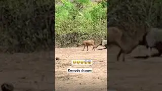 Komodo dragon attacks a goat #viral #monkey #travel #morninginspiration #wildlife