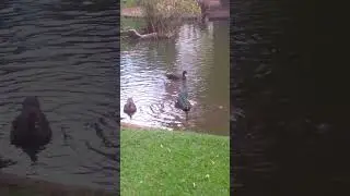 natureza viva