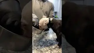 Preventing/Managing Dog Food Aggression