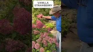 Paniculata Hydrangea Garden Tour of Mal Condon's Private Collection