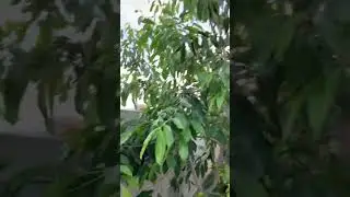 One year old Airlayer Jamun tree got fruit