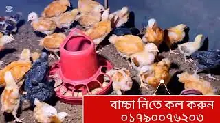 অরজিনাল টাইগার মুরগির বাচ্চা নিতে চাইলে যোগাযোগ করুন,,, #viralvideo #viral #1million 