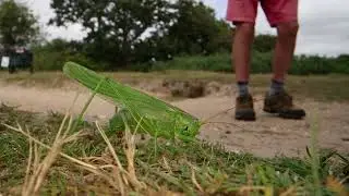 Great Green Bush Cricket