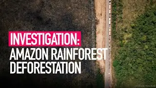 Amazon Deforestation Driven by Animal Farming | Drone Footage