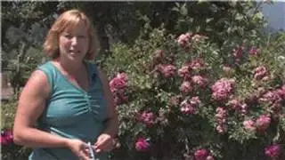 Rose Gardening : How to Prune a Knock Out Rose Bush