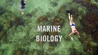 Marine Conservation Internship in Thailand