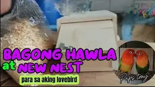Bagong Hawla at new nest for my love birds ❤️