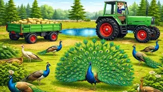 Tractor Adventure in the Countryside 🦚🚜 | Peacocks and Fresh Air | Real Farm Animation
