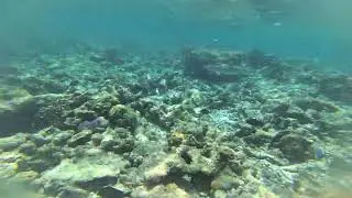 🇲🇻 Shark Snorkeling 🦈 - Dharavandhoo Bikini Beach, Maldives 🏝