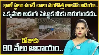 Low Investment High Profit Business Ideas | Sheep Farming Business | Money Management | Money Wallet