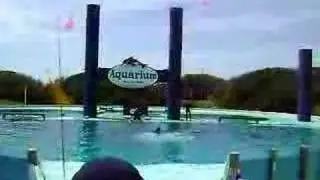delfines en aquarium mar del plata