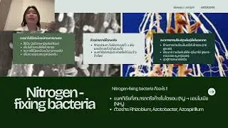 Nitrogen Fixing bacteria 