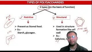 12. Carbohydrates - Polysaccharides 
