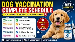 Dog vaccination || Dog vaccination schedule | Dog vaccination chart || Dog vaccine | puppy vaccine |