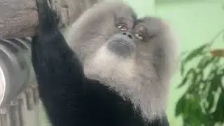 Lion-tailed macaque, WANDEROO  ( Old world monkey ) in Japan , (2098)