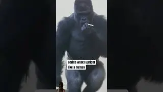 Gorilla smokes a cigarette 🚬 🦍