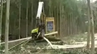 Forest destruction