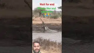Crocodile Hunts Leopard | Jungle Safari Fight 🐊🐆 #shorts #viralvideo #trending #junglesafari #reels