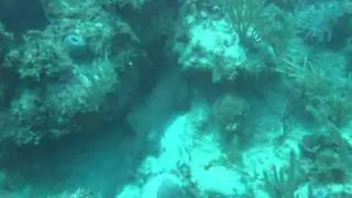 Nurse Shark Cayo Coco reef Cuba