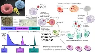 Animal Form and Function: Immune System