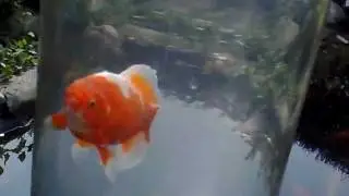 Guldfisk i R&oslash;ret