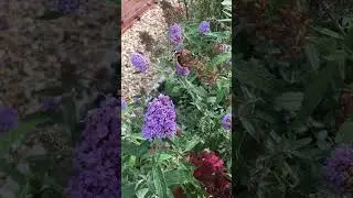 Butterfly Red Admiral